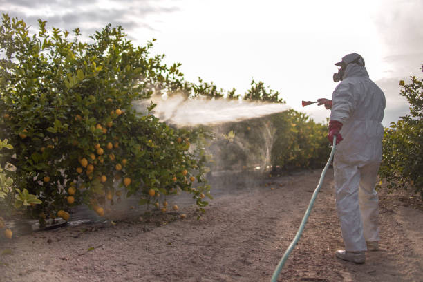 Best Pest Removal Services  in Caseyvle, IL