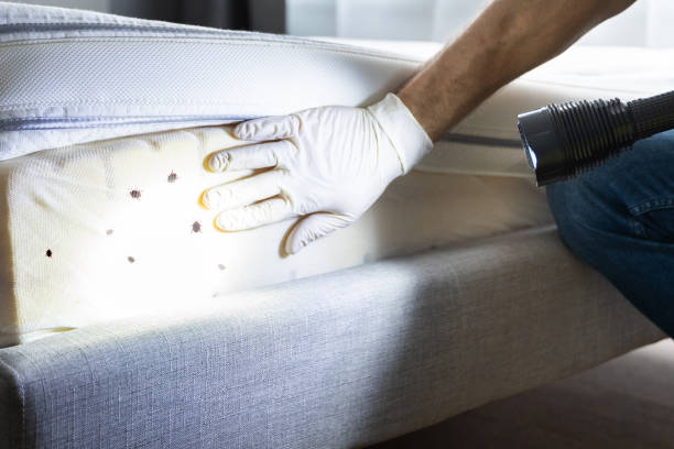 Best Ant Control Services  in Caseyvle, IL