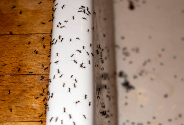 Best Local Pest Control Services  in Caseyvle, IL