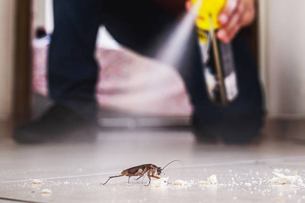 Best Wasp Removal Services  in Caseyvle, IL
