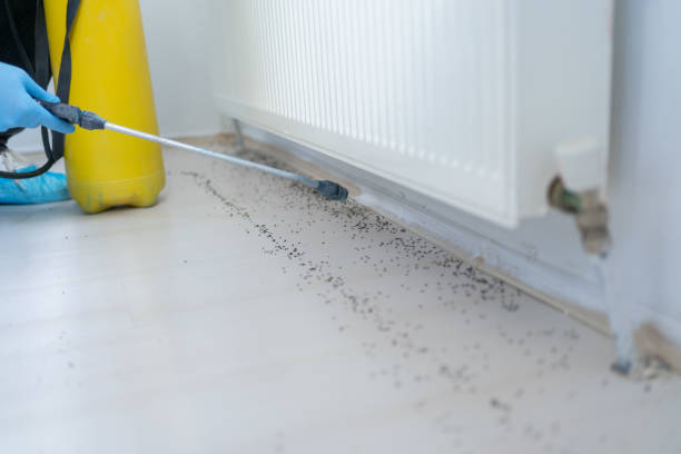 Best Wasp Removal Services  in Caseyvle, IL